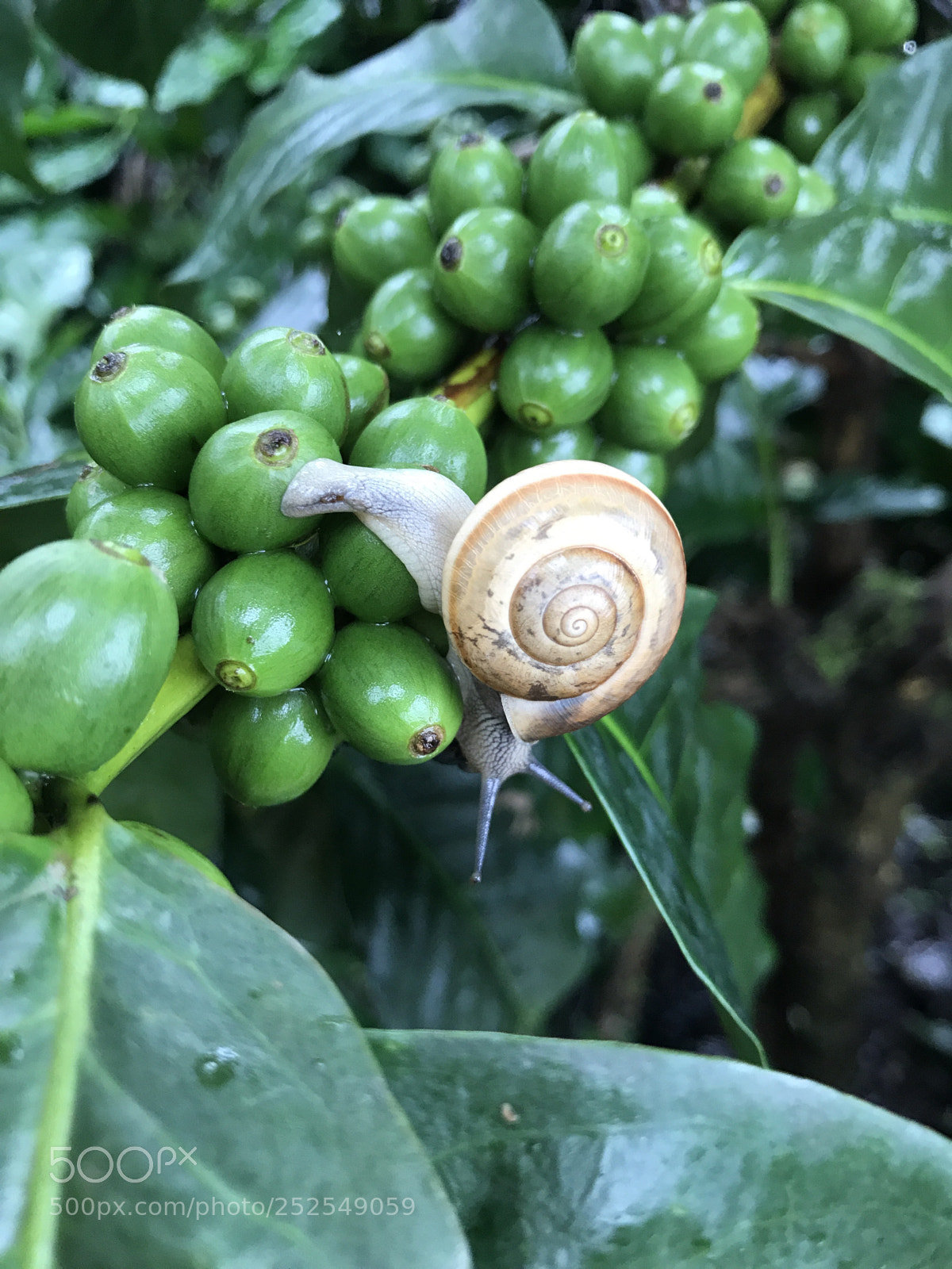 Apple iPhone 7 sample photo. Chikmagalur photography