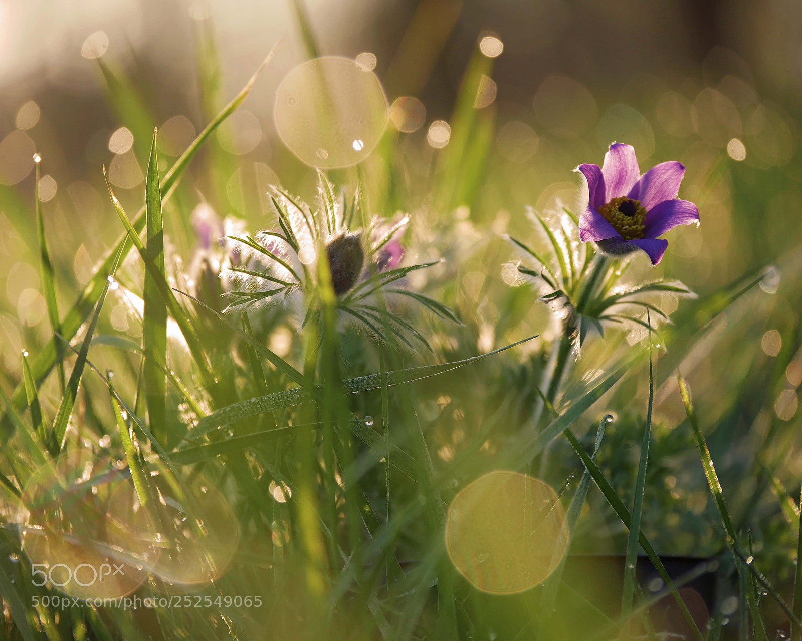 Panasonic DMC-G81 sample photo. ..morgenlicht... photography