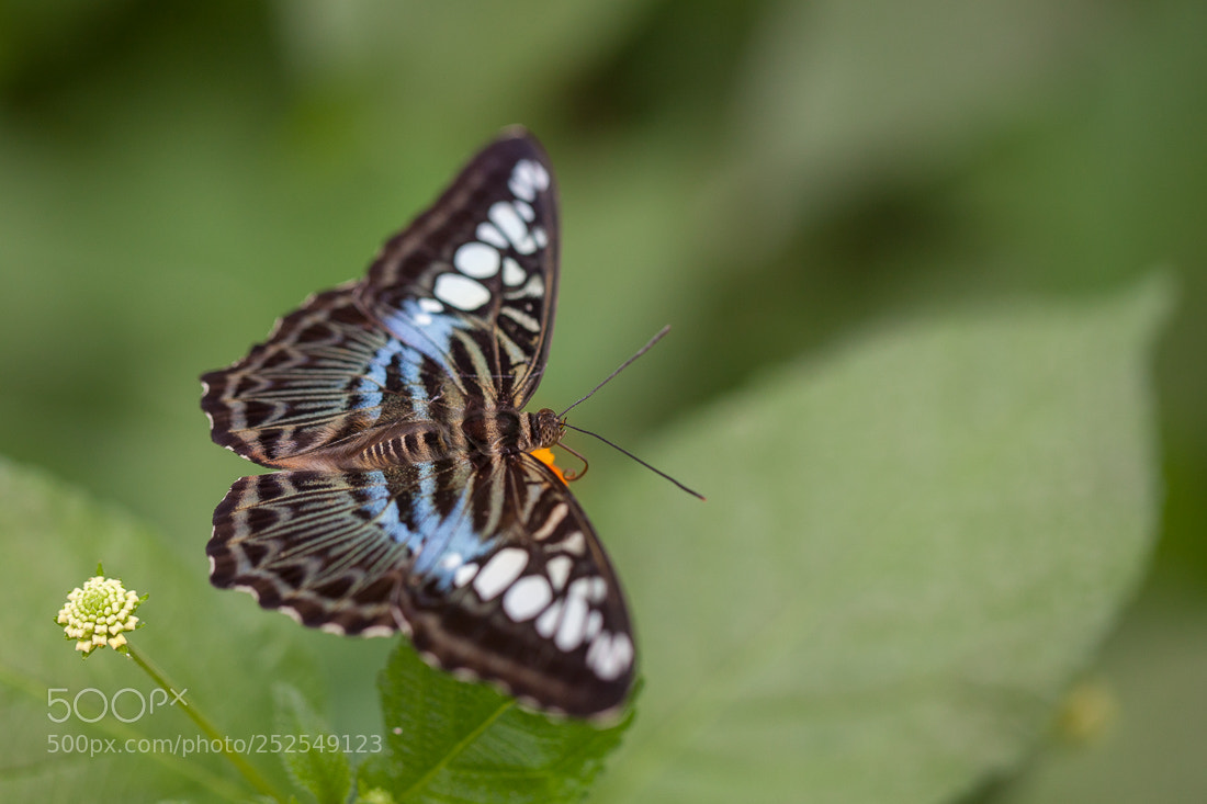 Canon EOS 5D Mark II sample photo. Butterfly parthenos photography