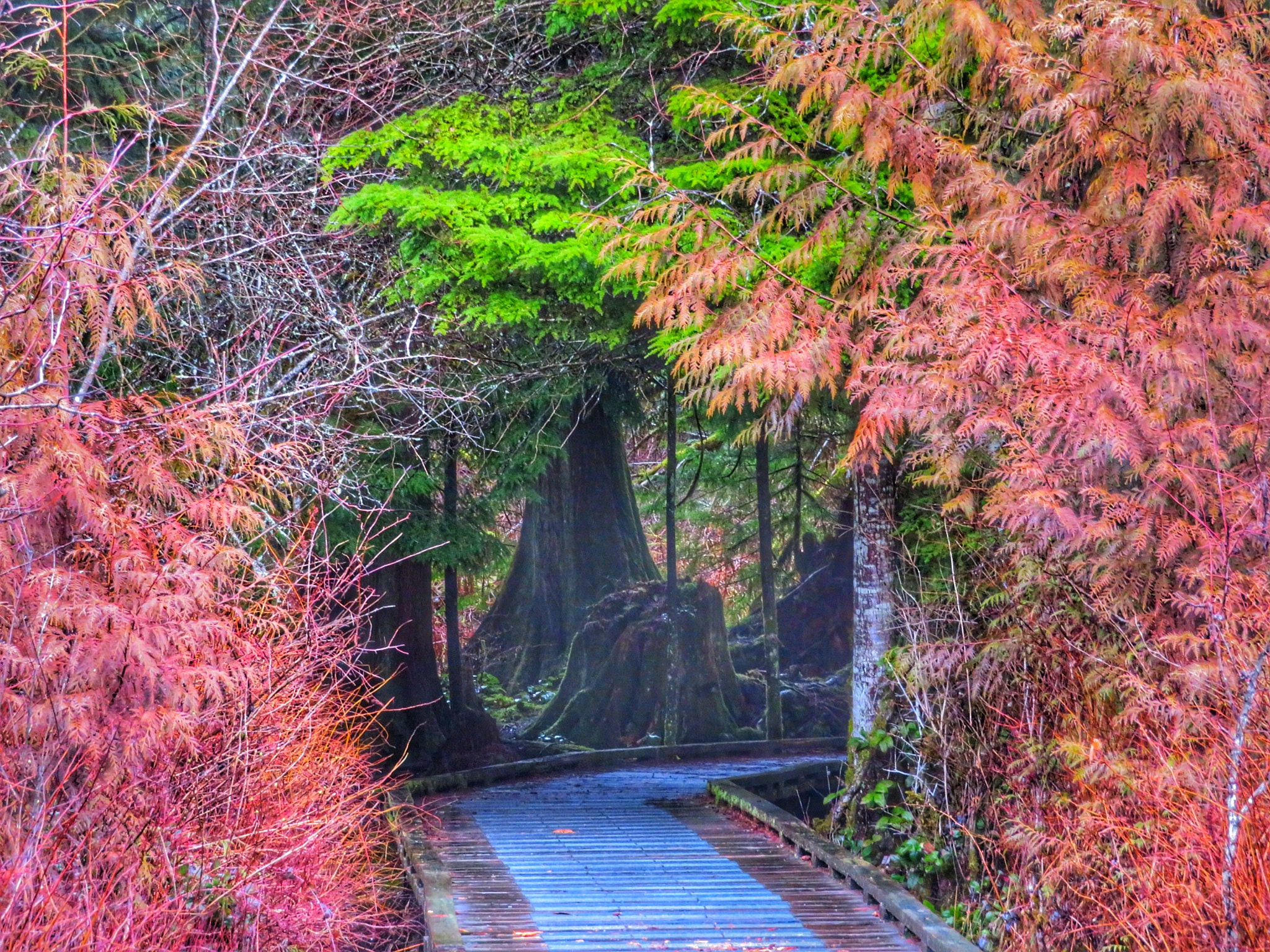 Canon PowerShot SX730 HS sample photo. Rolley lake trail photography