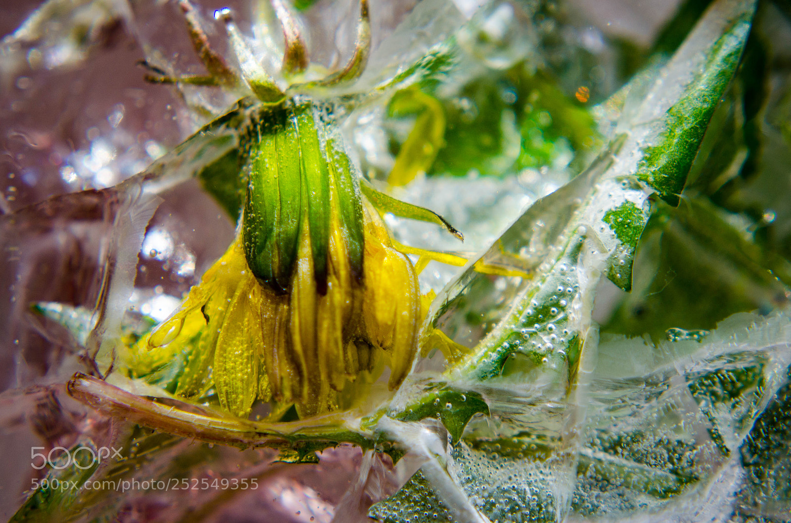 Nikon D5100 sample photo. Ice and flowers photography