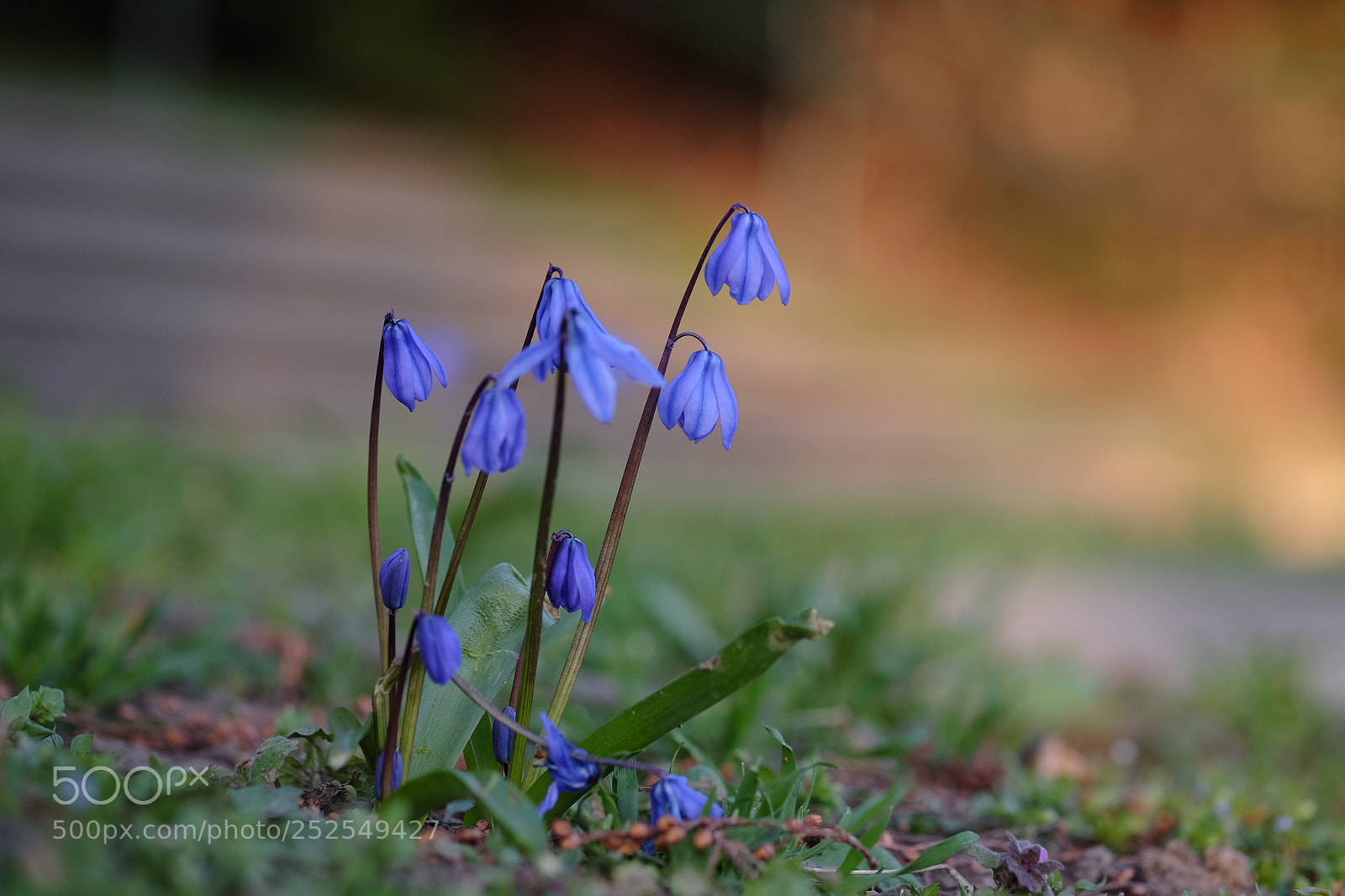 Fujifilm X-T10 sample photo. Blauglöckchen?! photography