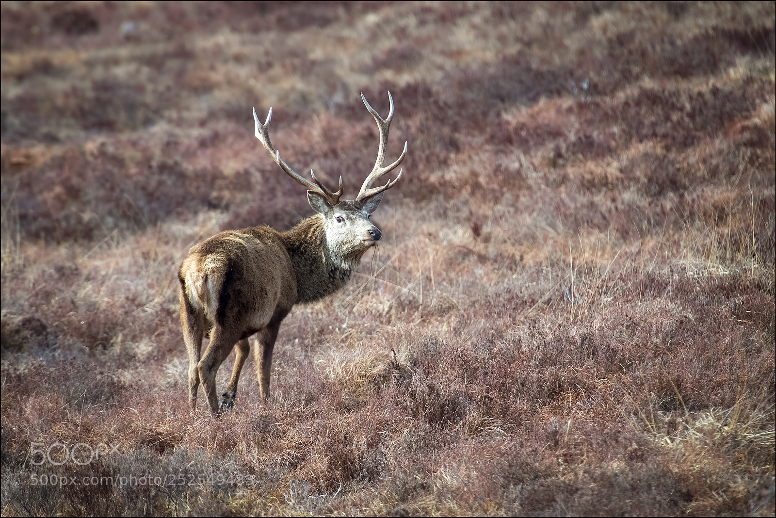 Canon EOS-1D X Mark II sample photo. Stag photography