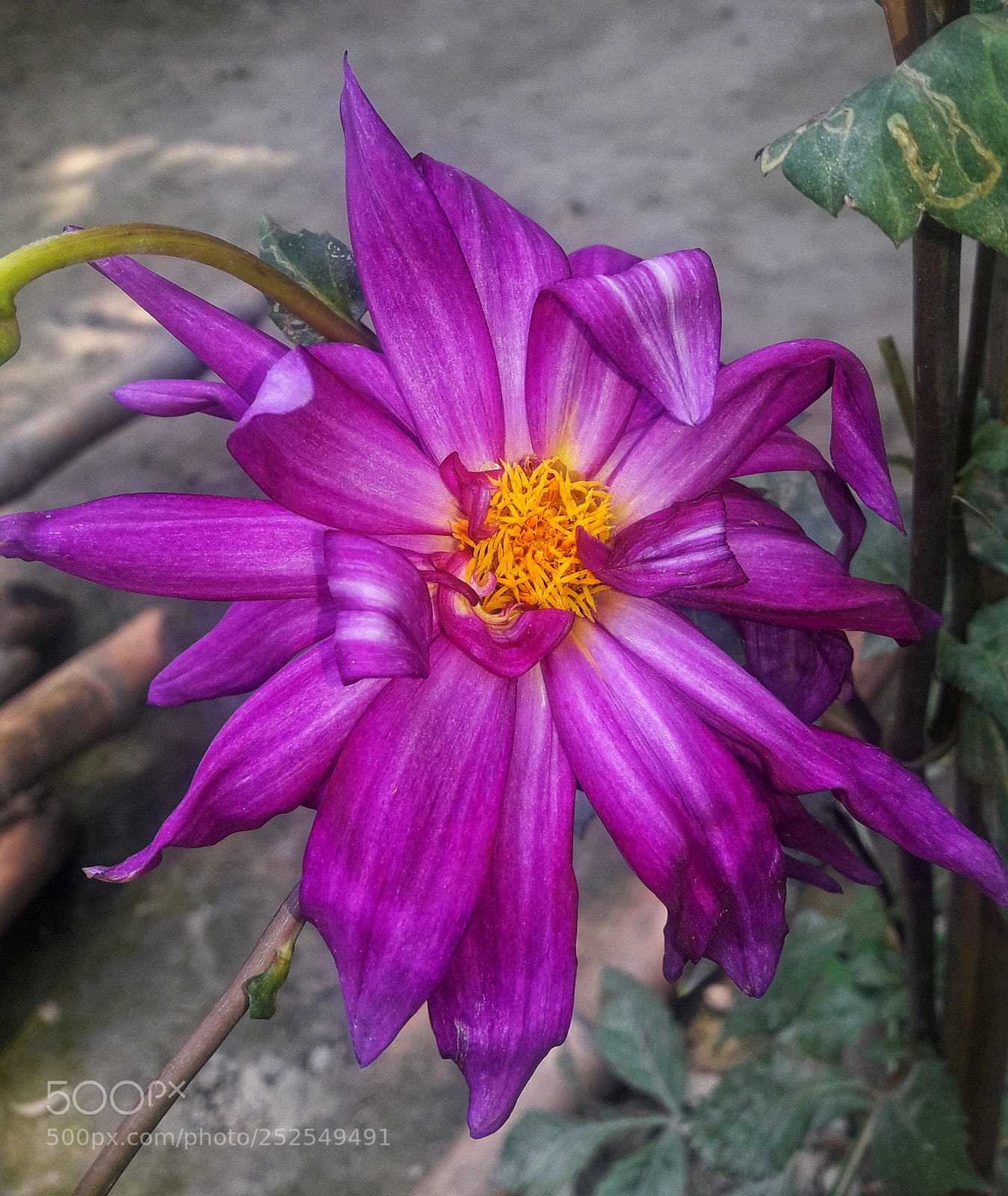 Samsung Galaxy J7 Neo sample photo. Flower photography