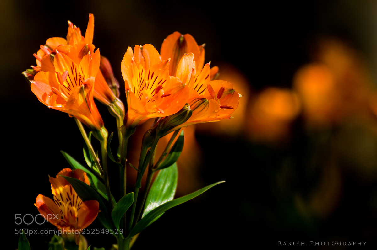 Nikon D90 sample photo. Dark orange peruvian lily photography