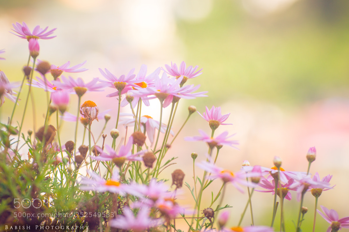 Nikon D90 sample photo. Purple daisy flowers photography