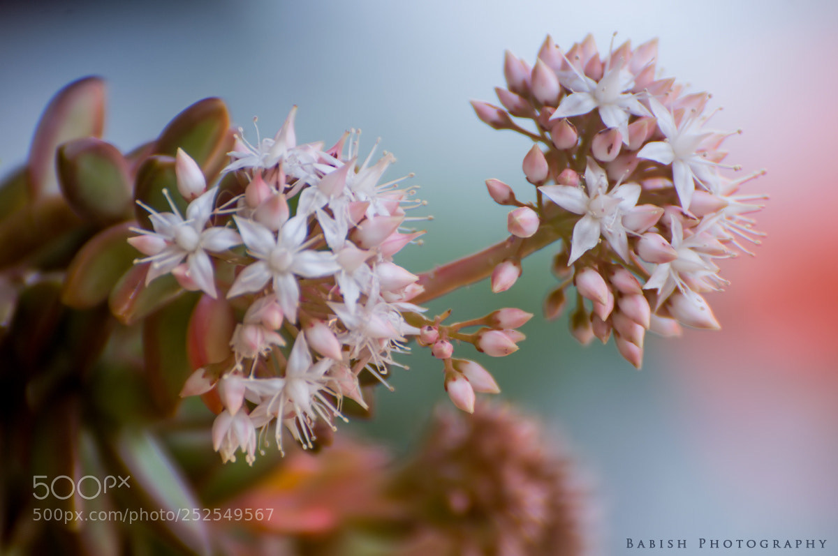 Nikon D90 sample photo. Echeveria flower photography