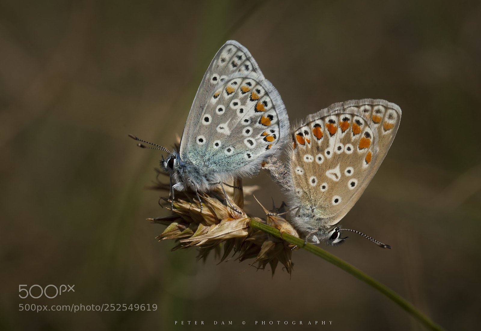 Canon EOS-1D Mark III sample photo. Blue butterflies photography