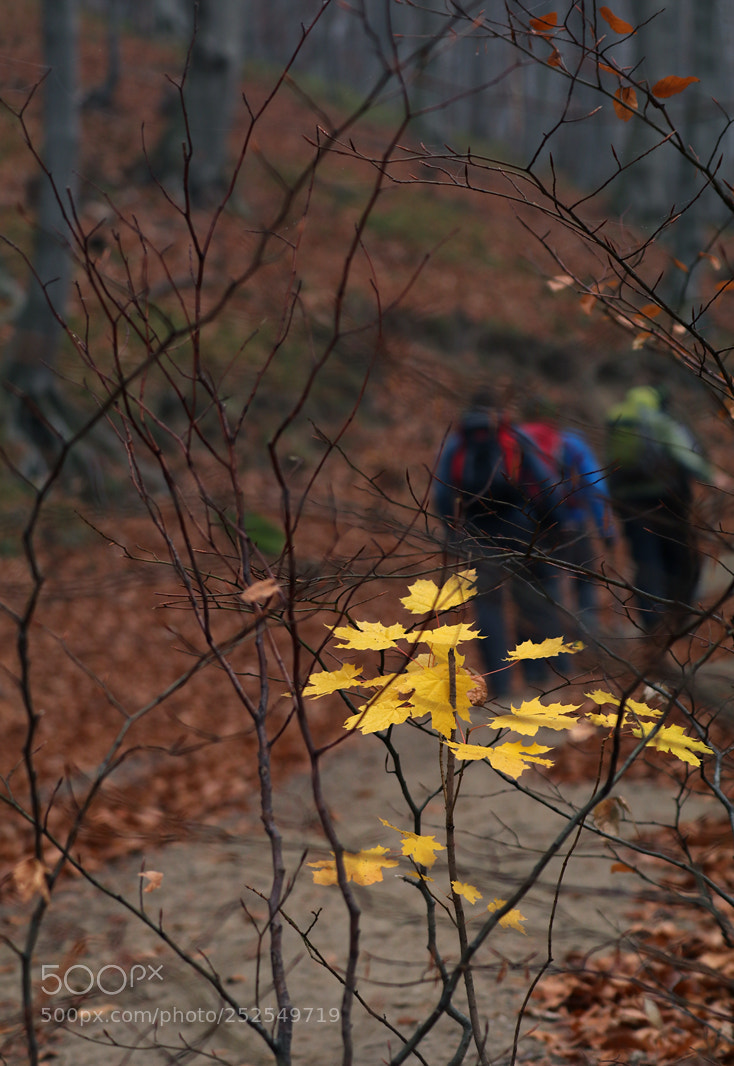 Canon EOS 80D sample photo. November walk photography