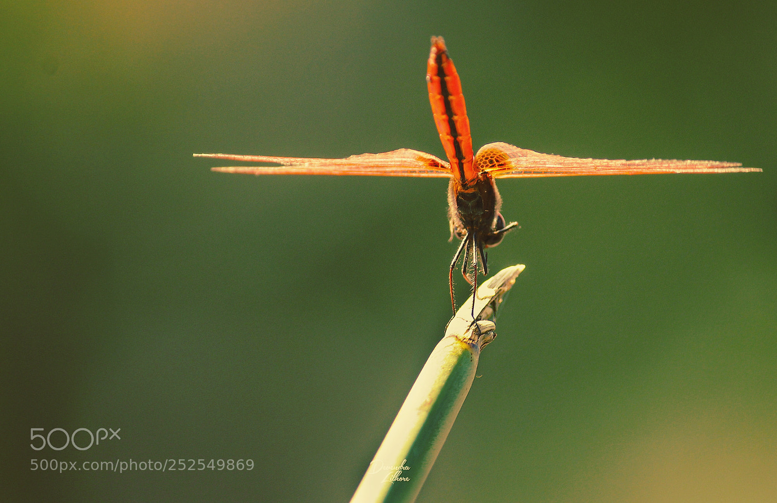 Canon EOS 1200D (EOS Rebel T5 / EOS Kiss X70 / EOS Hi) sample photo. Dragon fly  photography