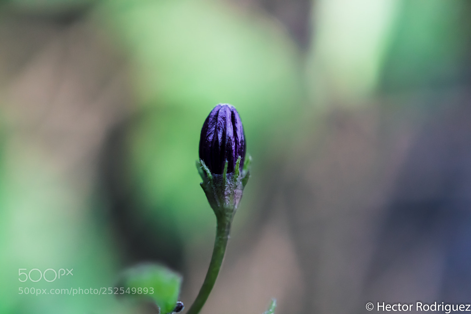Nikon D7500 sample photo. Budding photography
