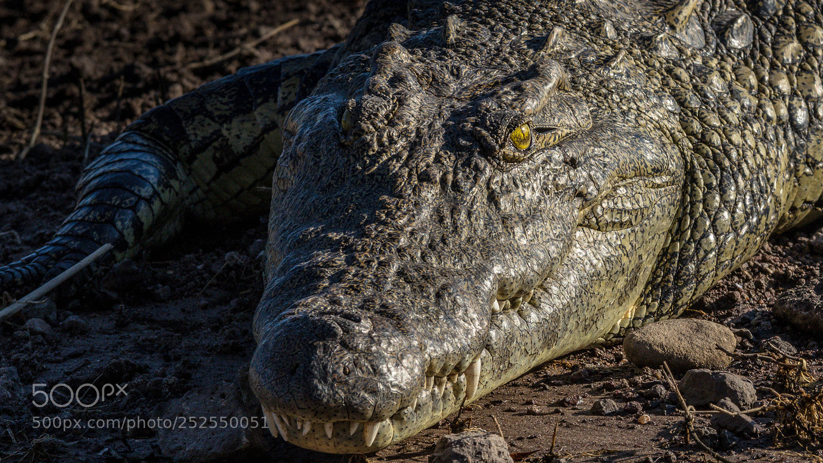 Pentax K-3 sample photo. Crocodile closeup photography