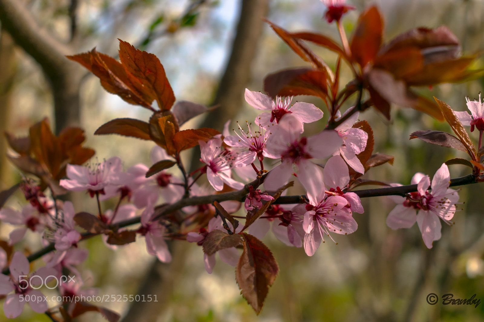 Nikon D3300 sample photo. Springtime!!! photography