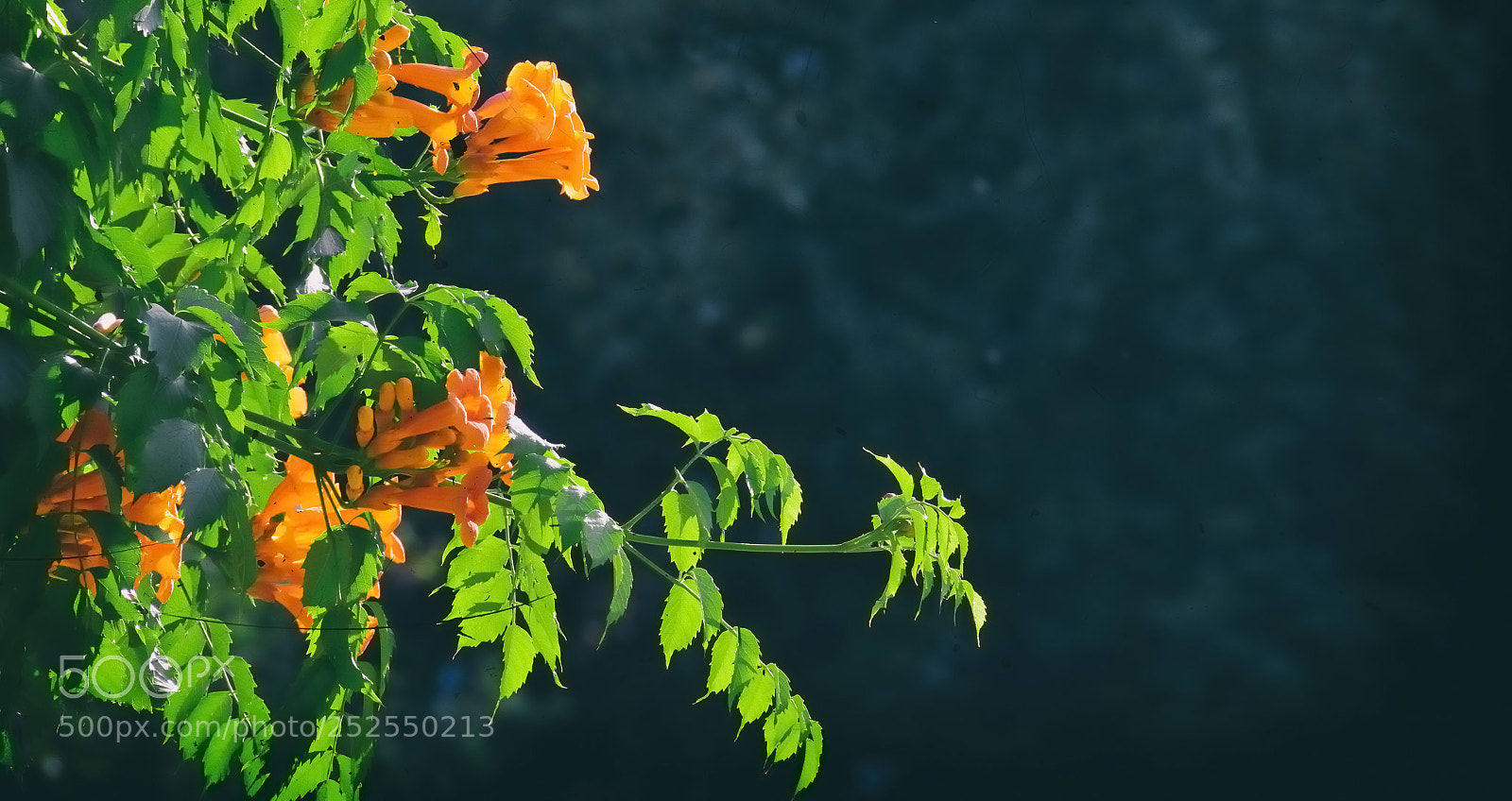 Nikon D7200 sample photo. Theflower photography