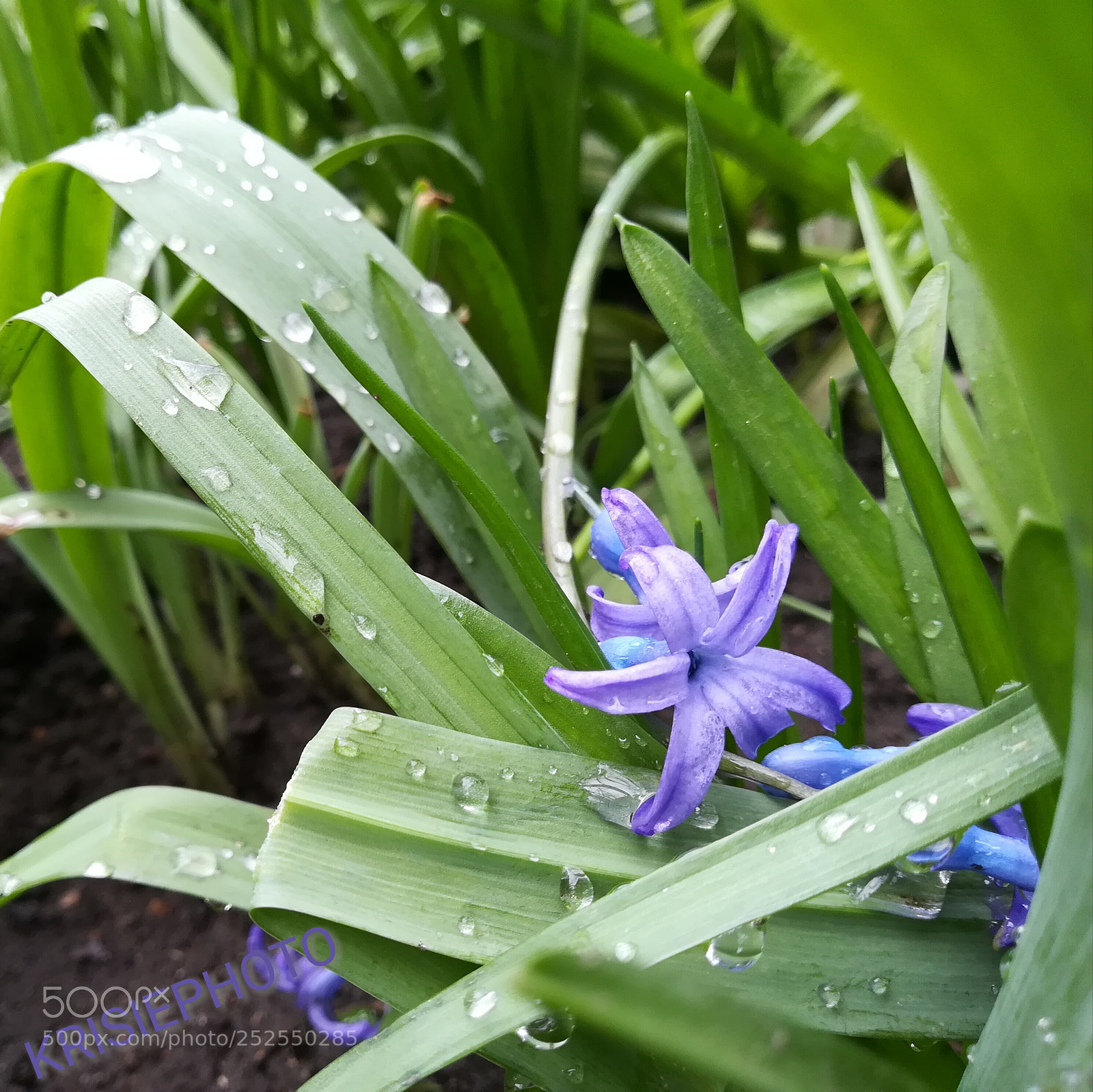 HUAWEI P10 lite sample photo. Made by me photography