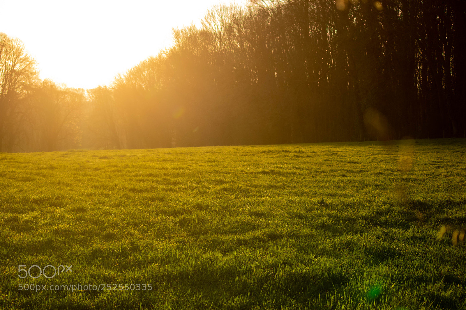 Canon EOS 80D sample photo. Golden dawn photography