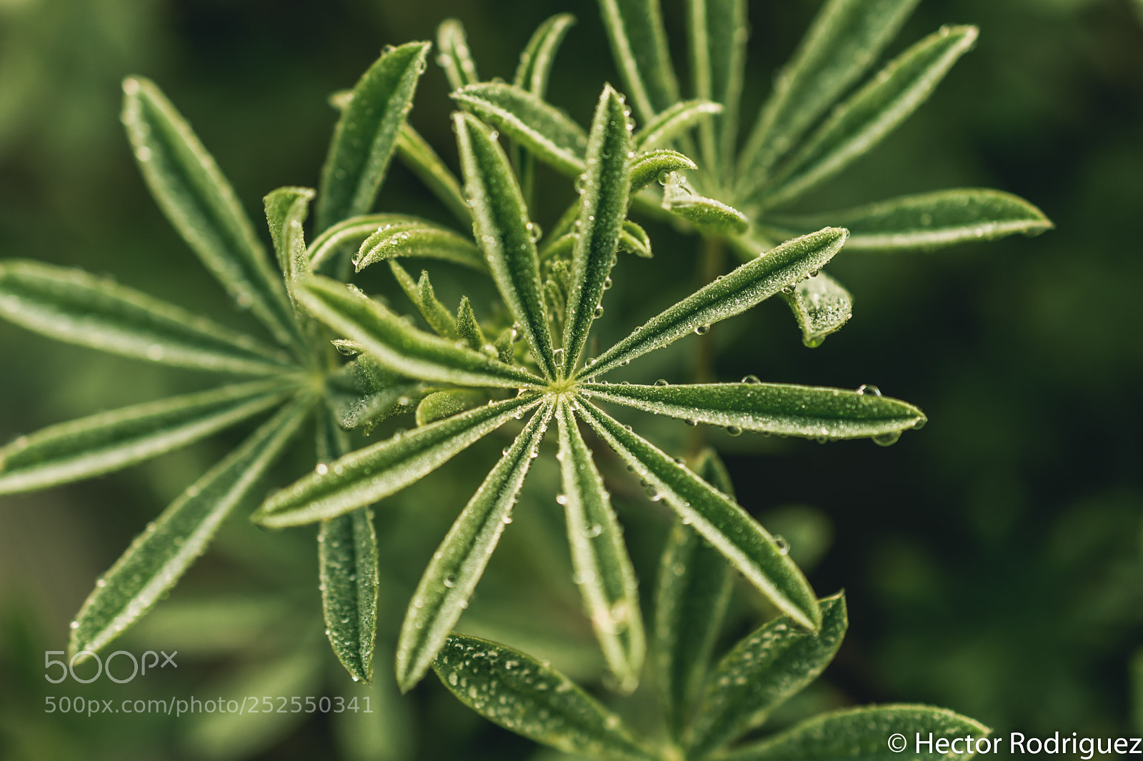 Nikon D7500 sample photo. Dew on leaf photography