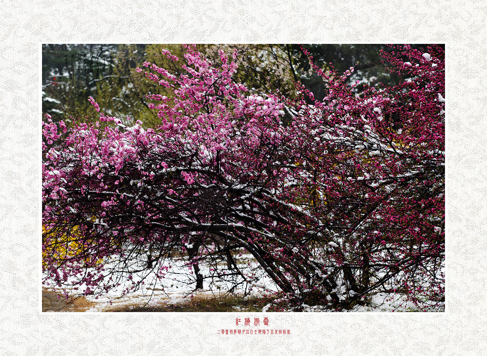 Canon EOS-1D X Mark II sample photo. 红梅傲雪 photography