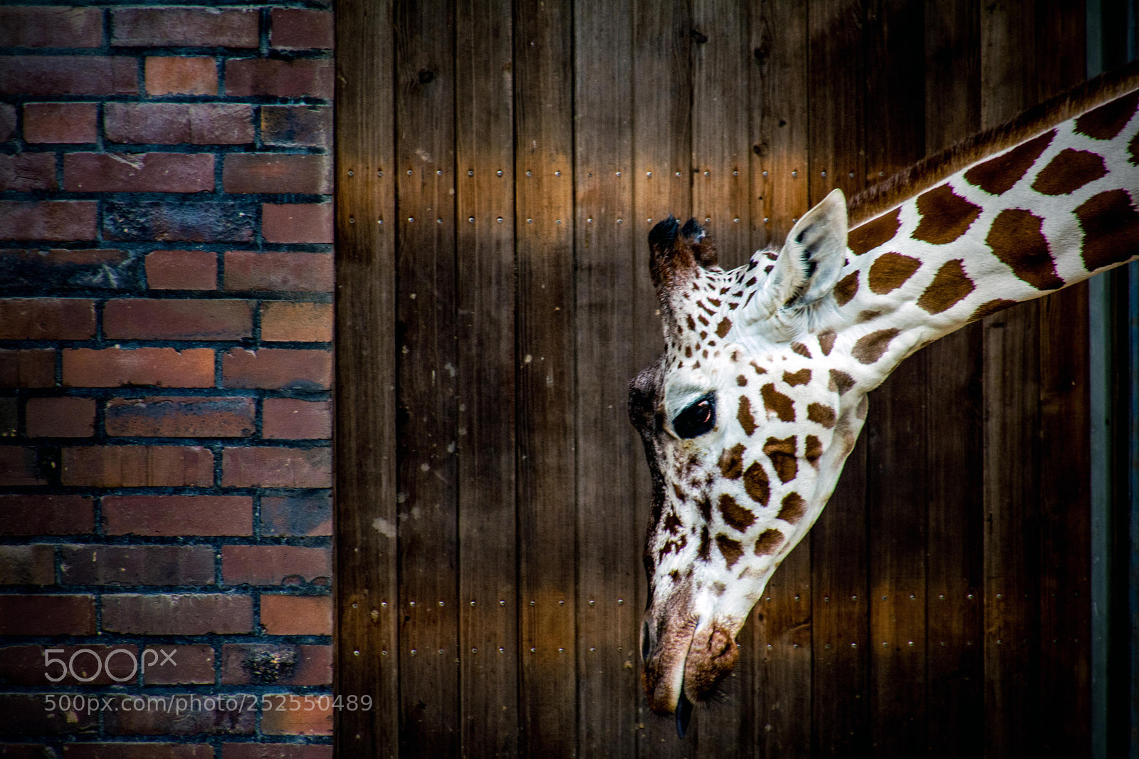 Nikon D7100 sample photo. In the zoo #1 photography