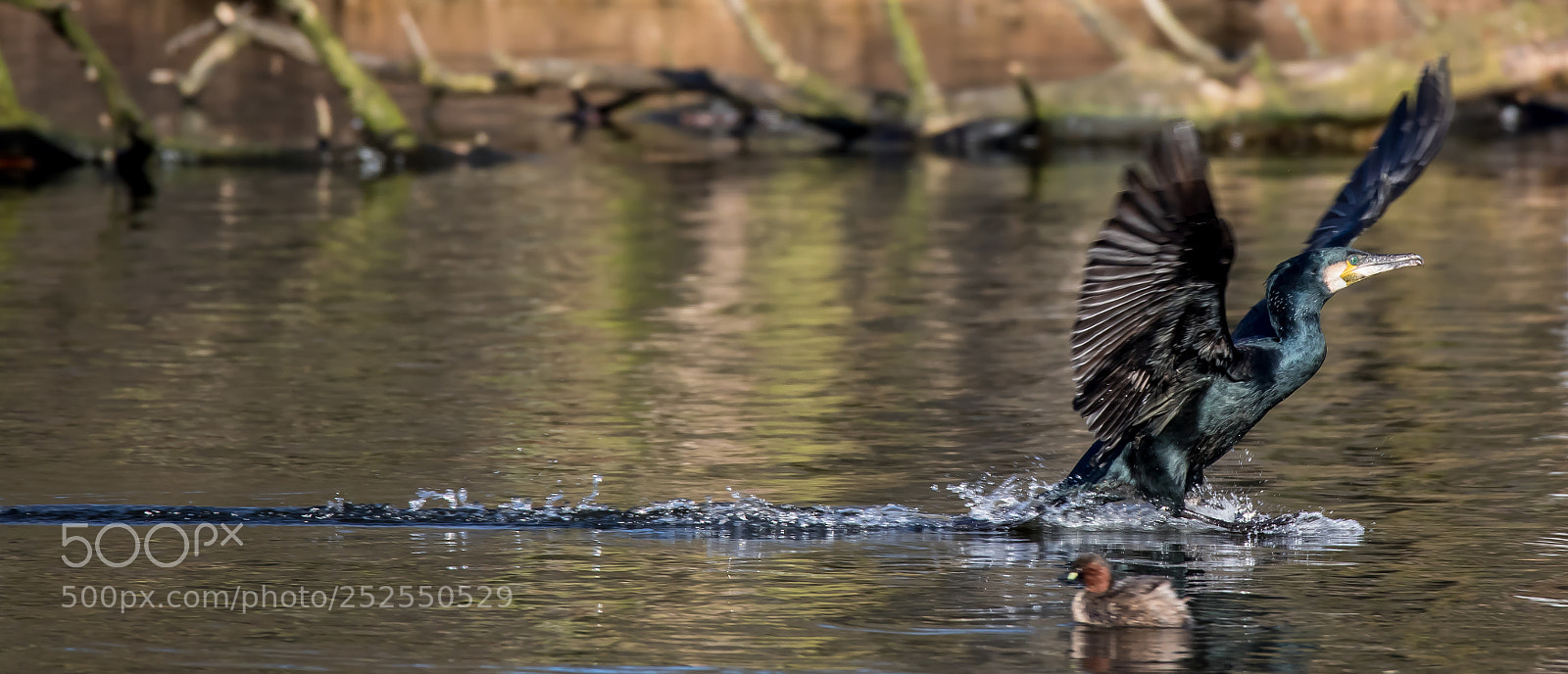 Canon EOS 5D Mark IV sample photo. Gliding.... photography