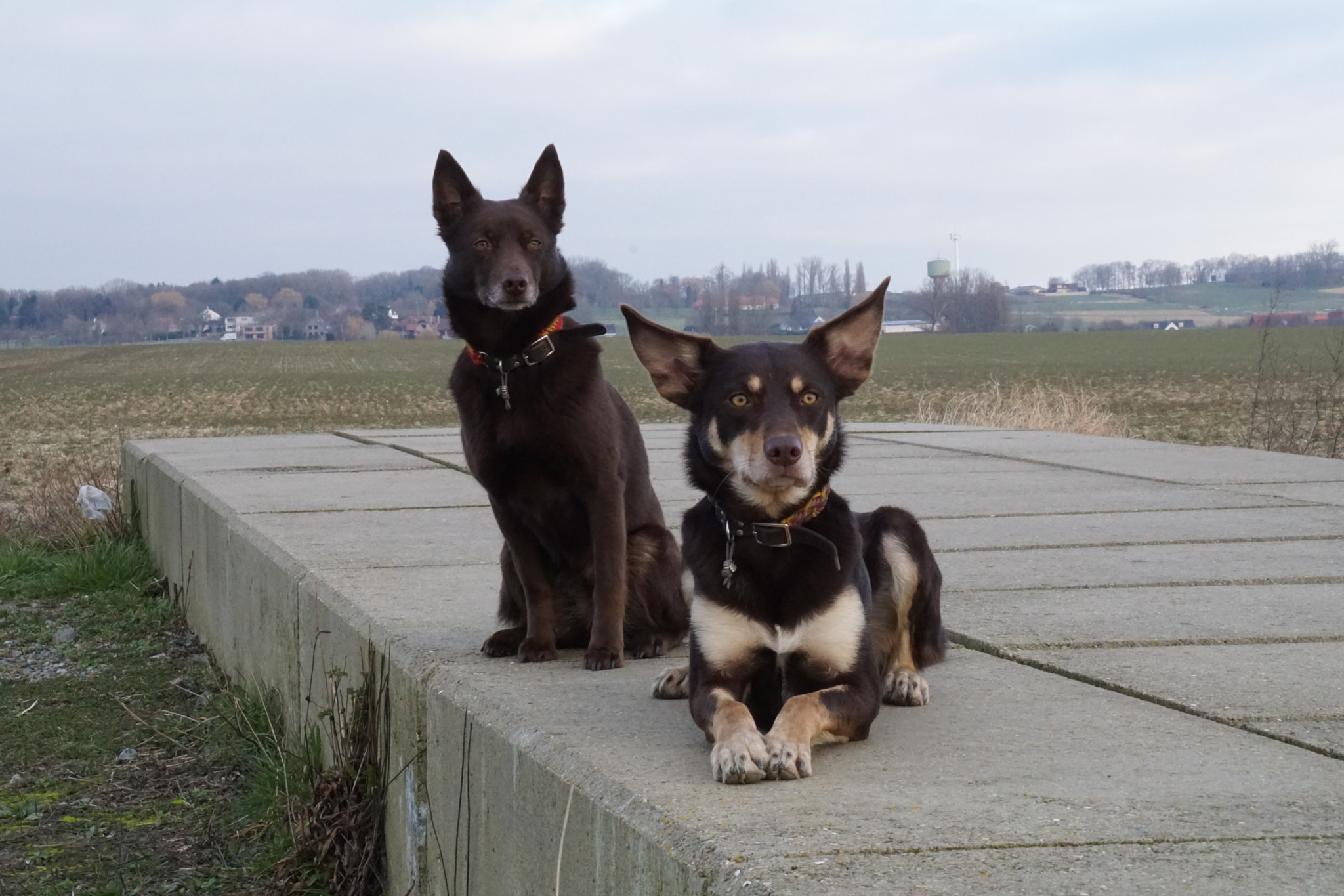 Sony DT 18-200mm F3.5-6.3 sample photo. My kelpie's photography