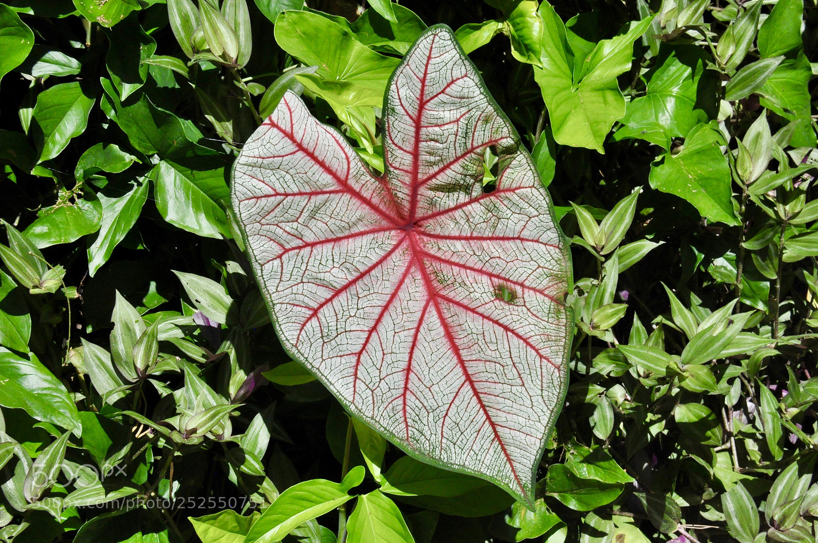 Nikon D90 sample photo. Leaf in brasil photography