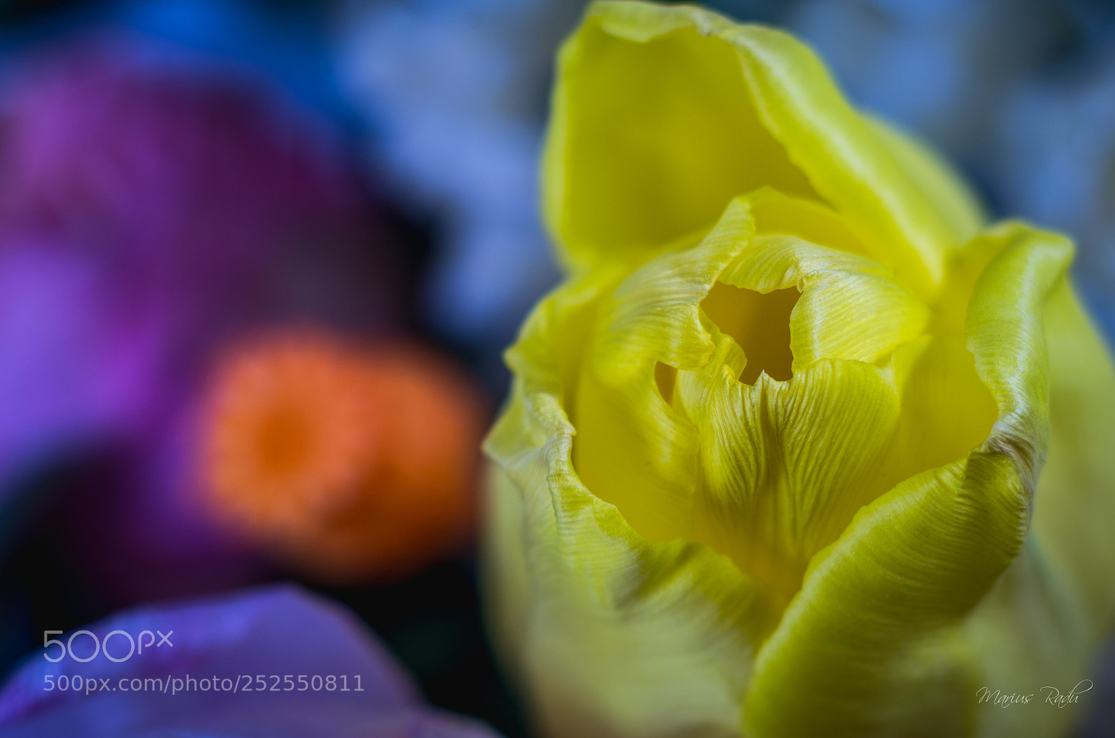 Pentax K-5 sample photo. Yellow tulip photography