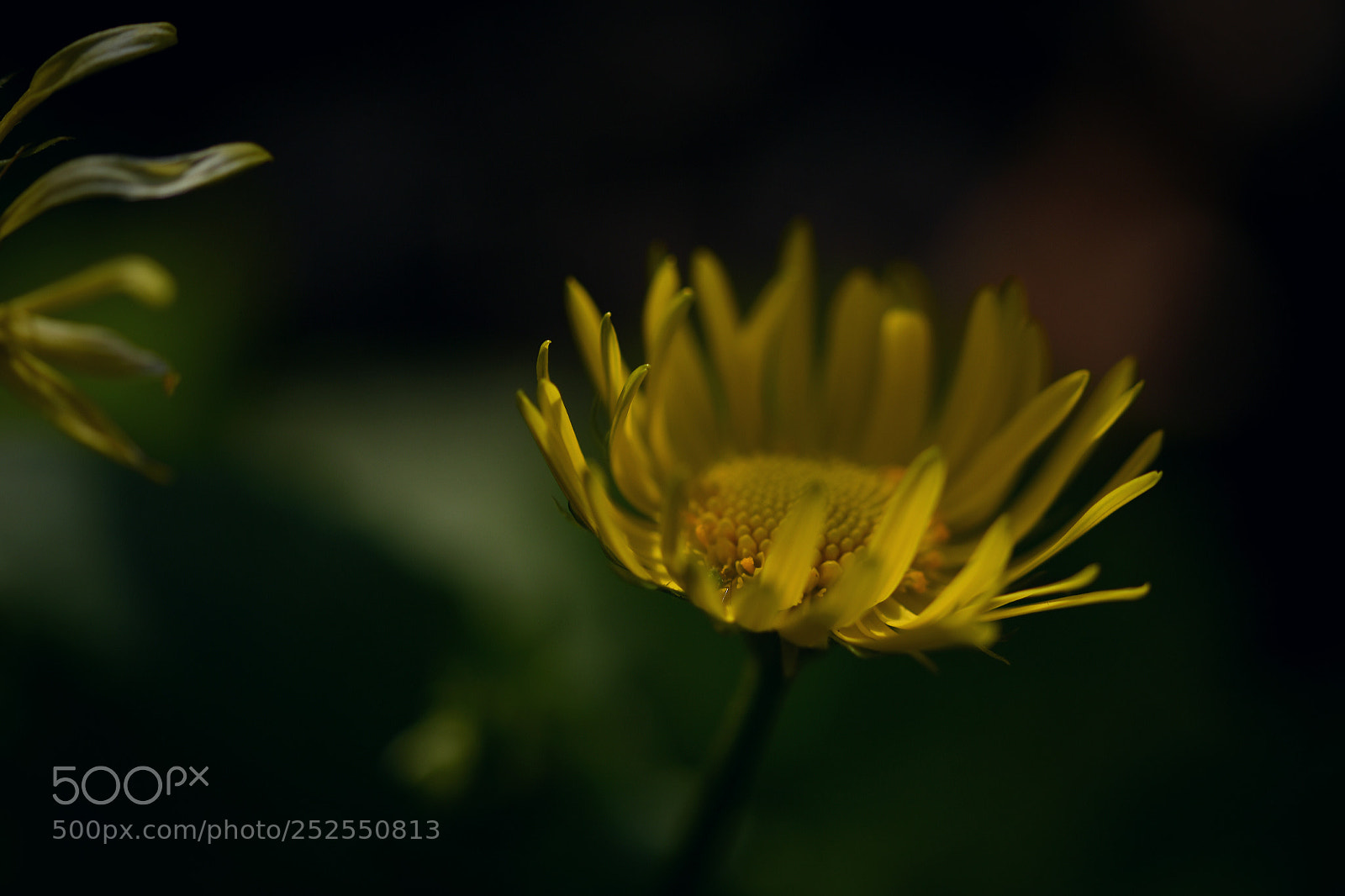 Nikon D5500 sample photo. Yellow photography