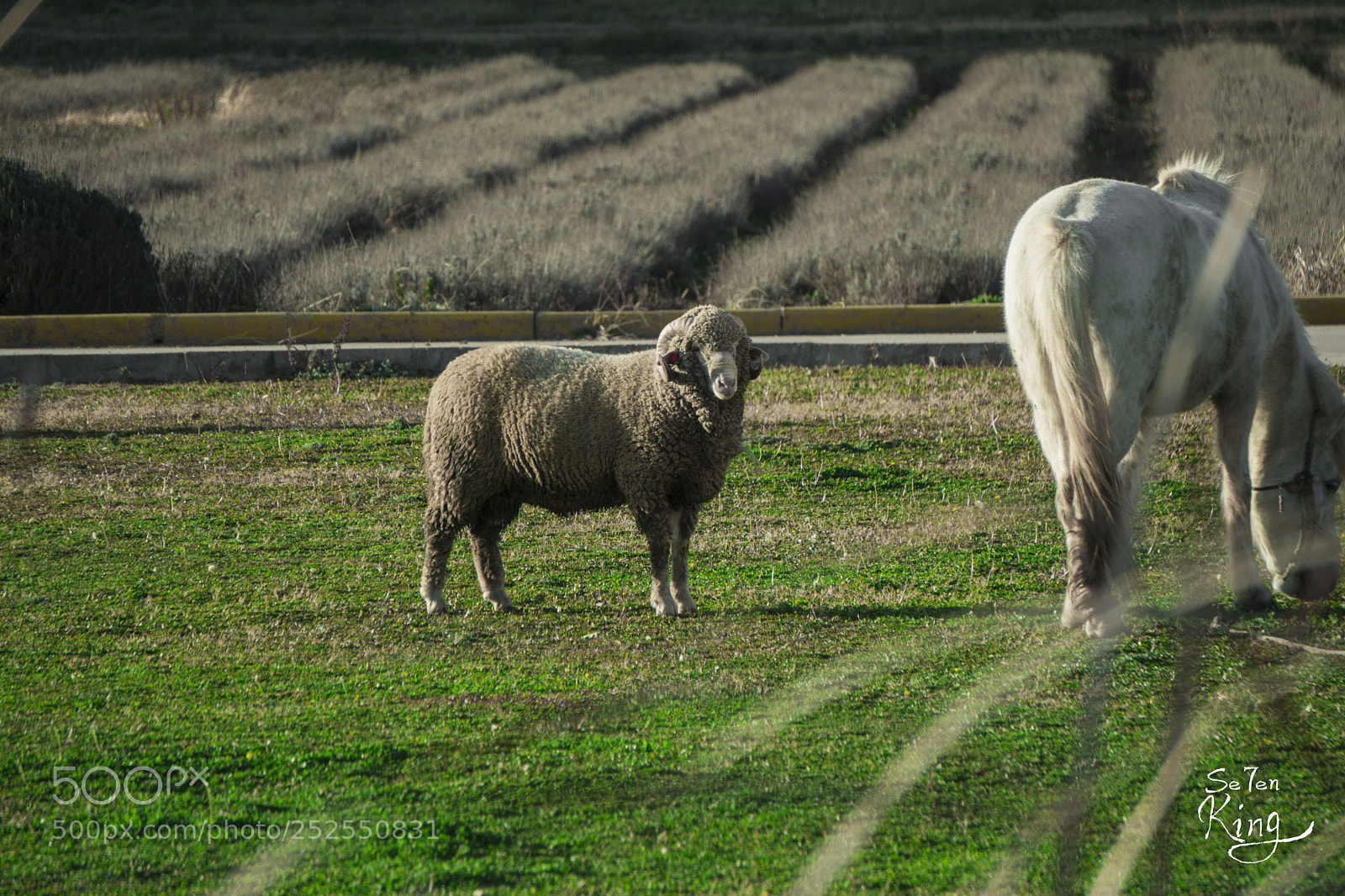 Sony a5100 sample photo. Sheep photography