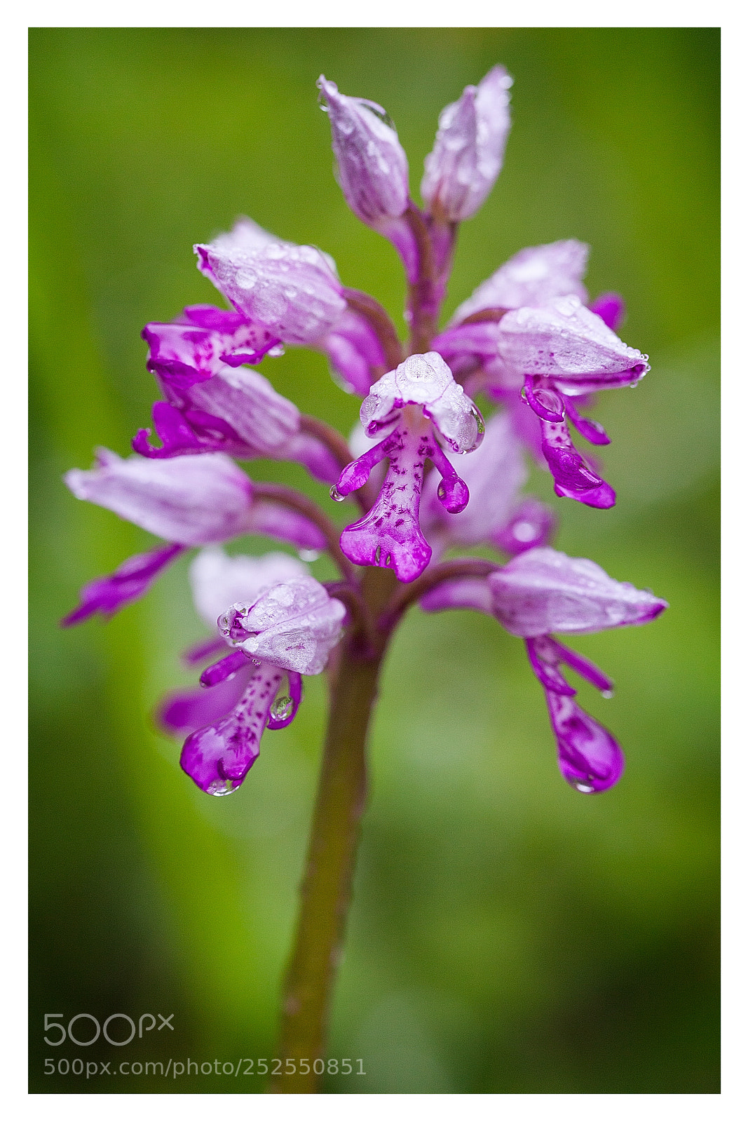 Canon EOS 5D Mark II sample photo. Orchis miltaire sous la photography
