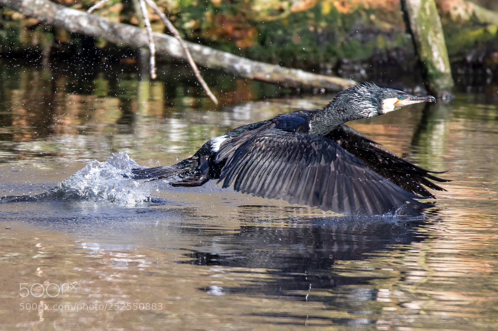 Canon EOS 5D Mark IV sample photo. Start sequence photography