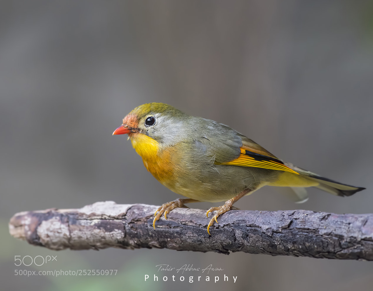 Nikon D850 sample photo. Red-billed leiothrix photography