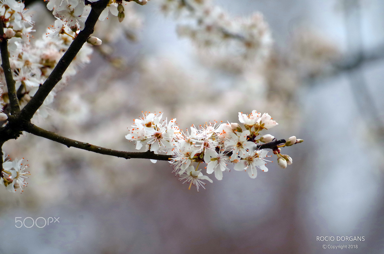 Pentax K-30 sample photo. Spring photography