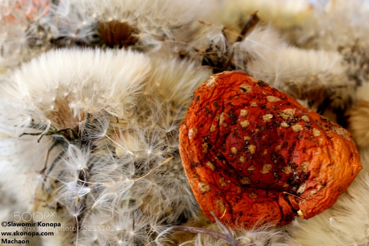 Canon EOS 700D (EOS Rebel T5i / EOS Kiss X7i) sample photo. Fly amanita and dandelion photography