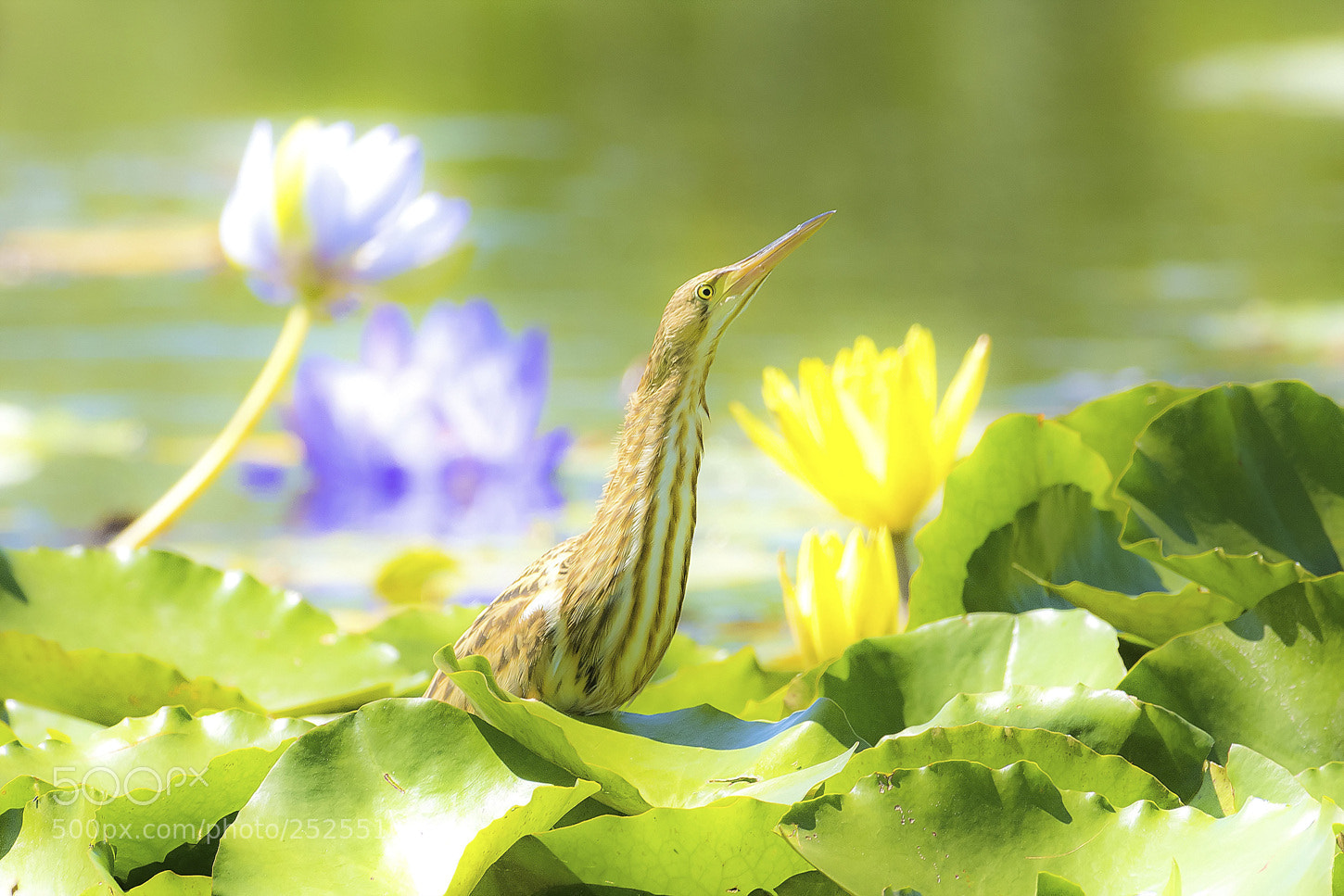 Nikon D500 sample photo. 덤불해오라기 photography
