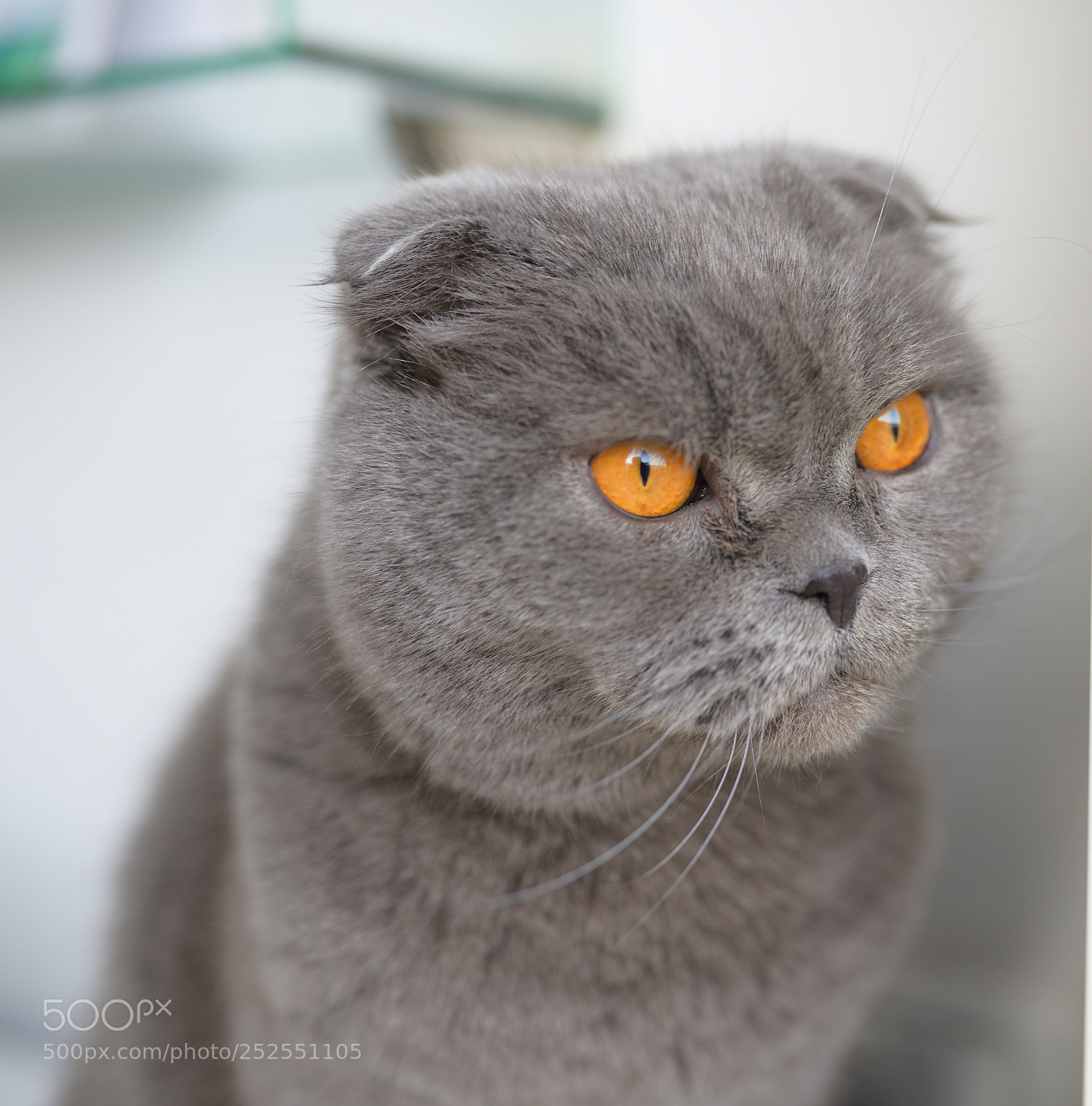 Sigma 35mm F1.4 DG HSM Art sample photo. Cat at home photography