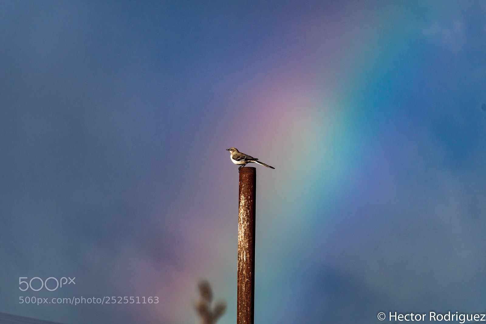 Nikon D7500 sample photo. Rainbow in the background photography
