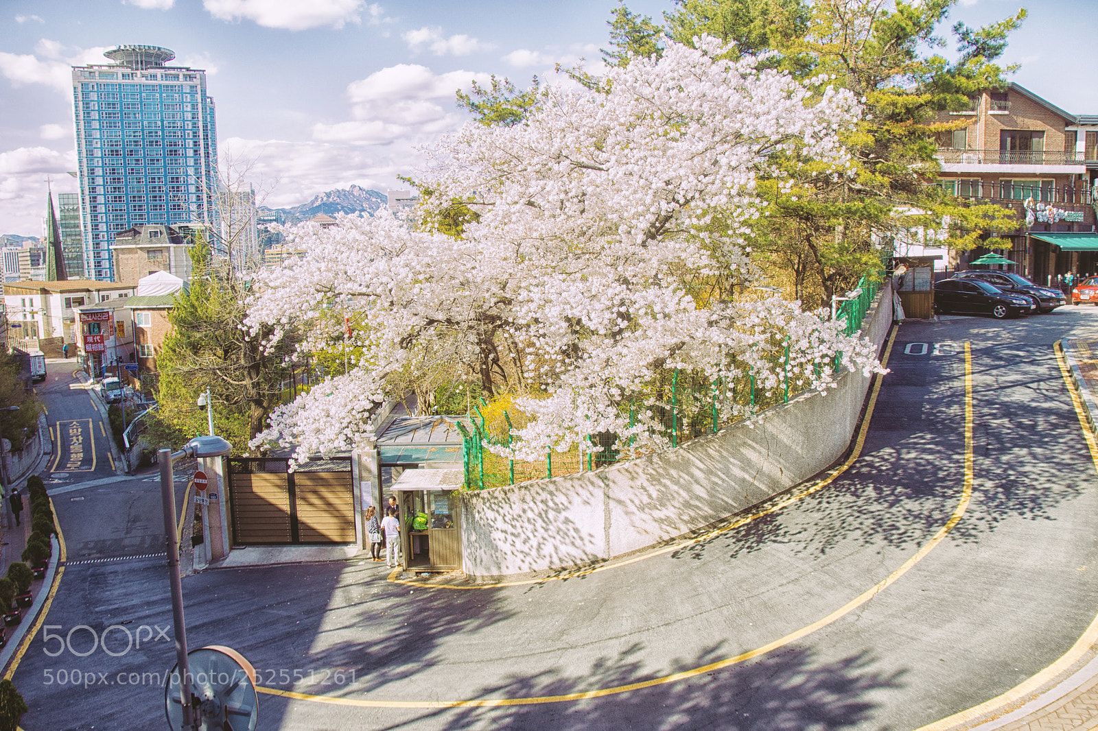 Canon EOS 750D (EOS Rebel T6i / EOS Kiss X8i) sample photo. Cherry blossom photography