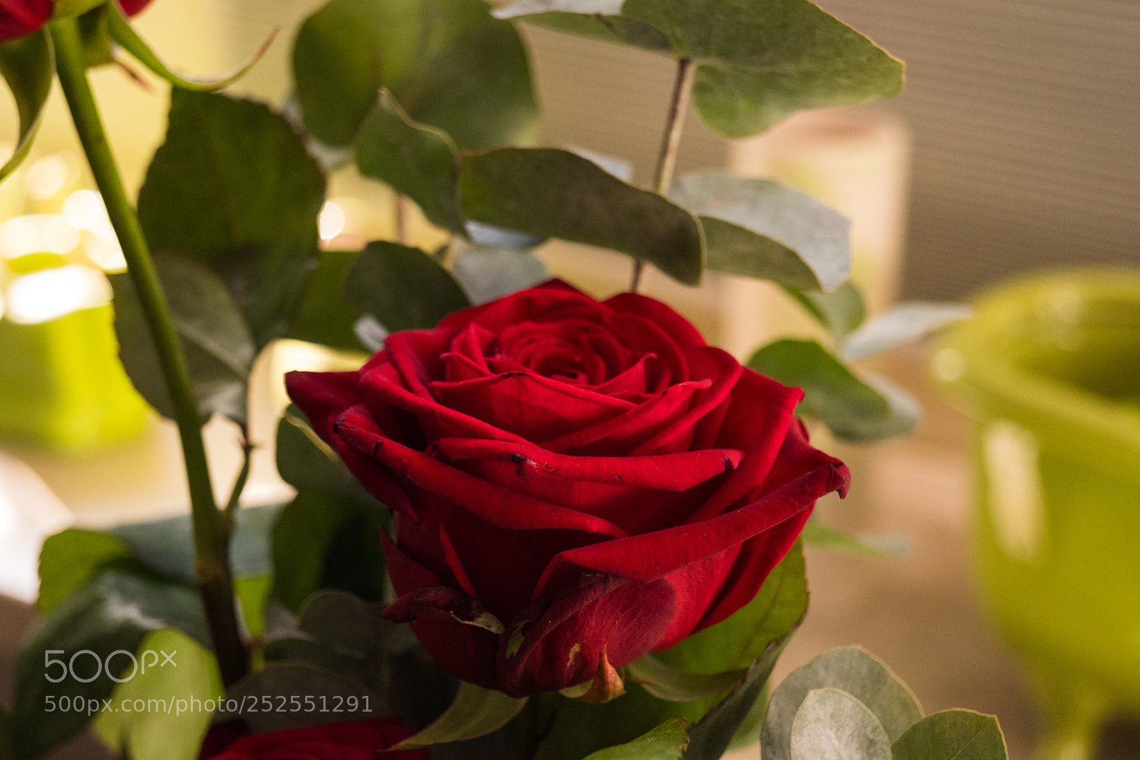 Sony SLT-A68 sample photo. Rosen photography