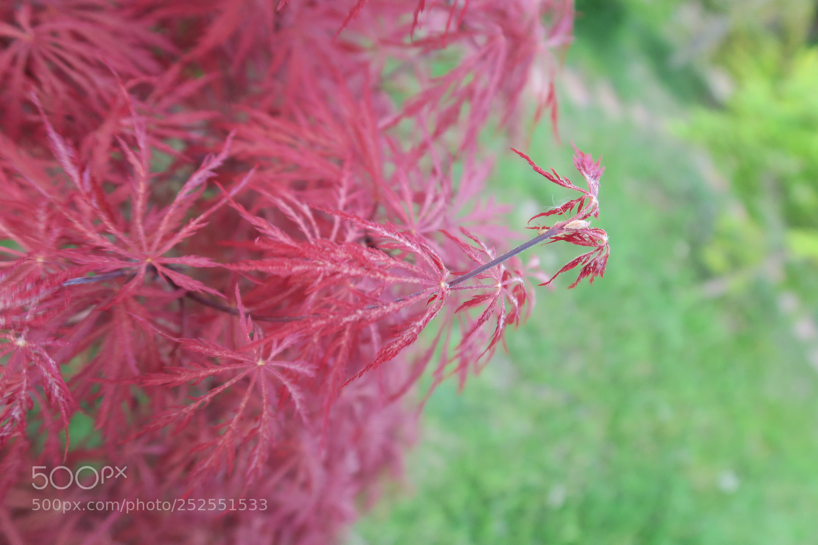 Canon PowerShot G7 X sample photo. Palmatum photography