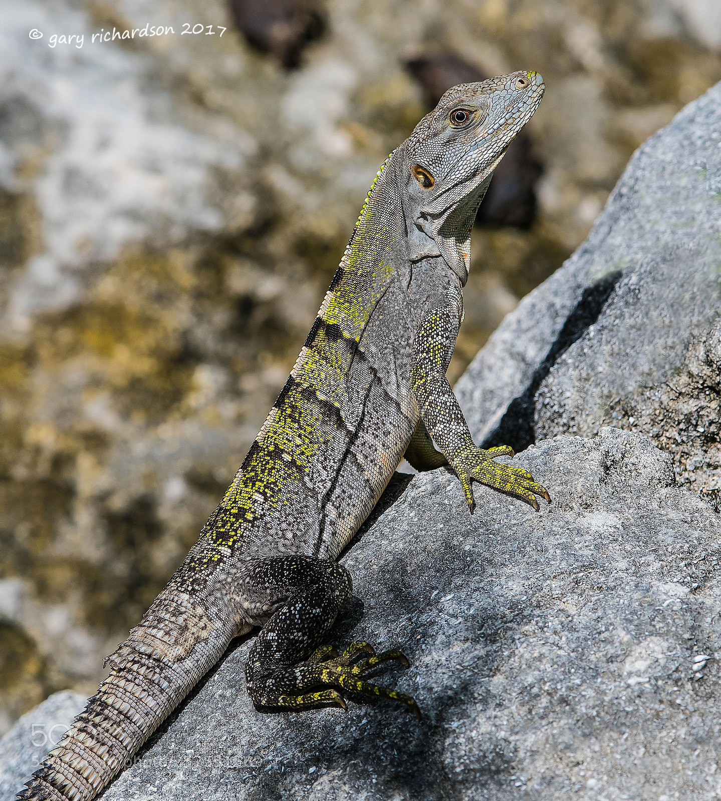 Nikon D500 sample photo. Black iguana yucatan mexico photography