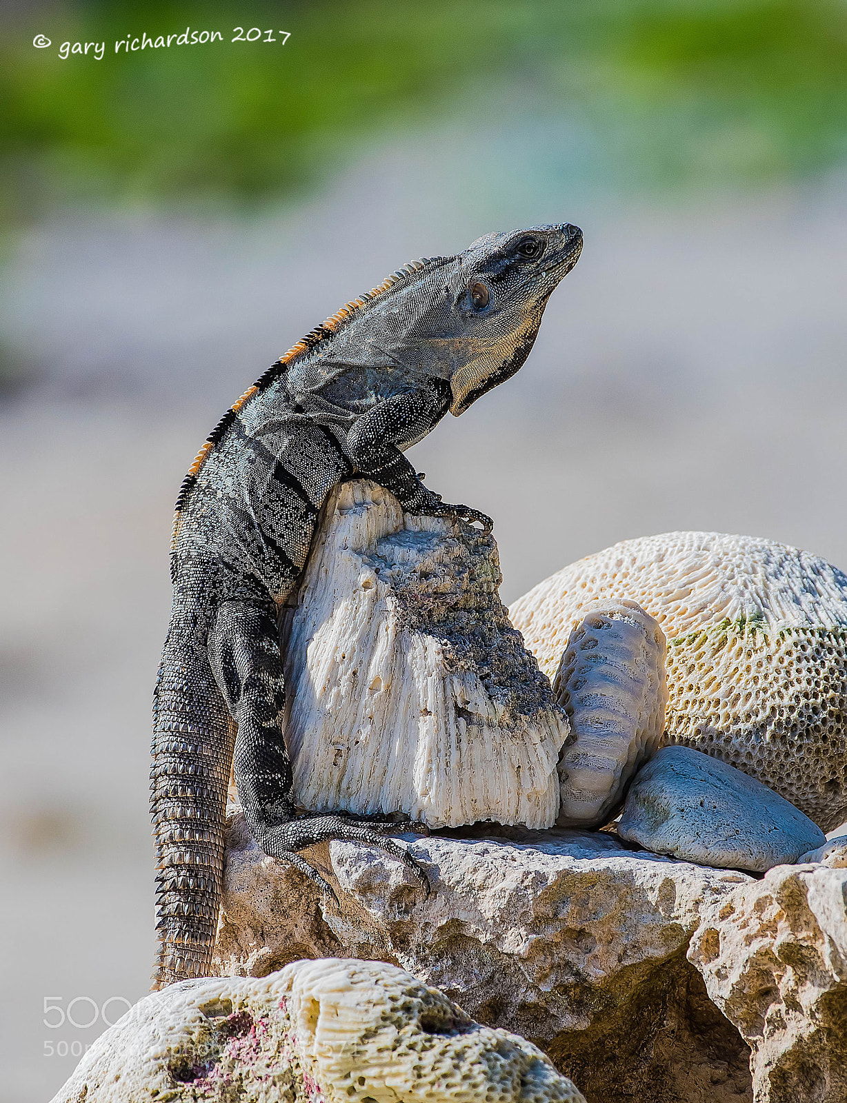 Nikon D500 sample photo. Black iguana yucatan mexico photography