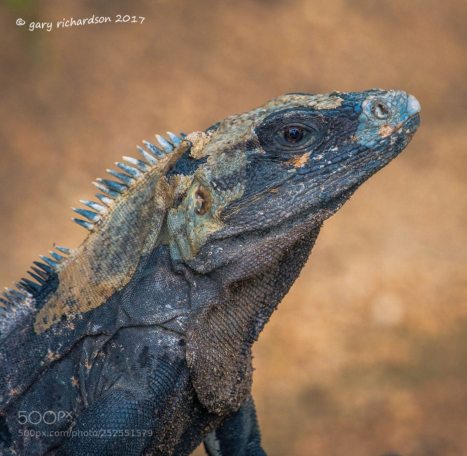 Nikon D500 sample photo. Black iguana yucatan mexico photography