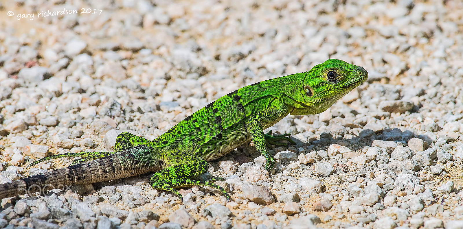 Nikon D500 sample photo. Black iguana juvenile yucatan photography