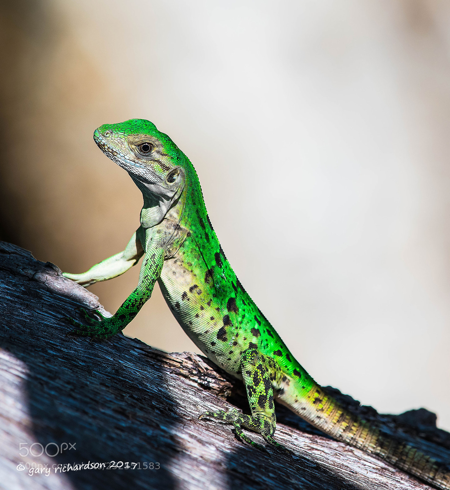 Nikon D500 sample photo. Black iguana juvenile yucatan photography