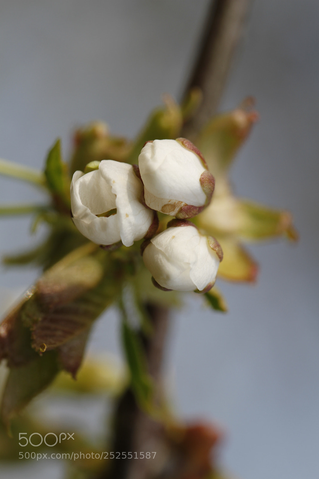 Canon EOS 7D sample photo. Blossom borgloon 2 photography