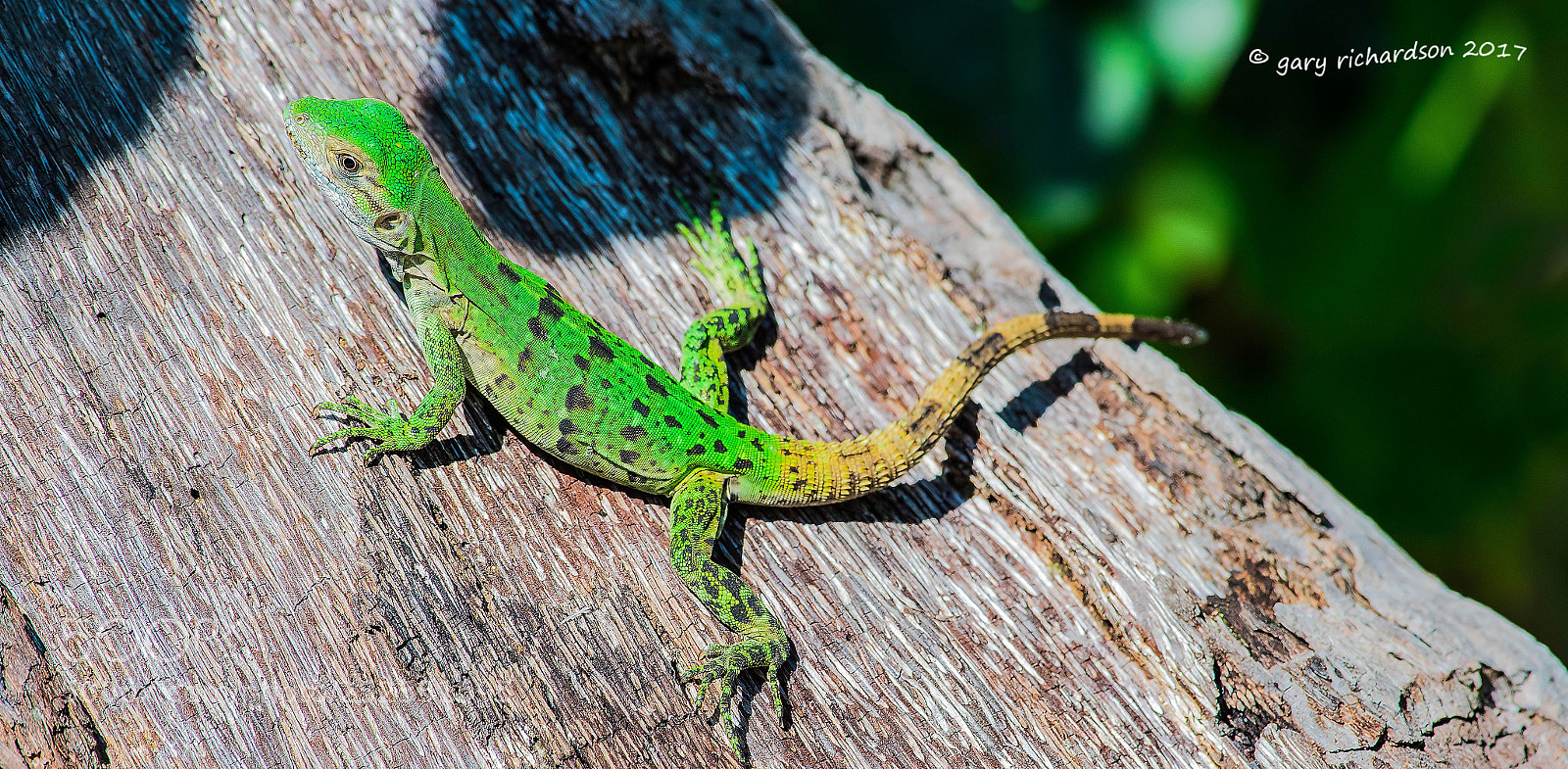 Nikon D500 sample photo. Black iguana juvenile yucatan photography