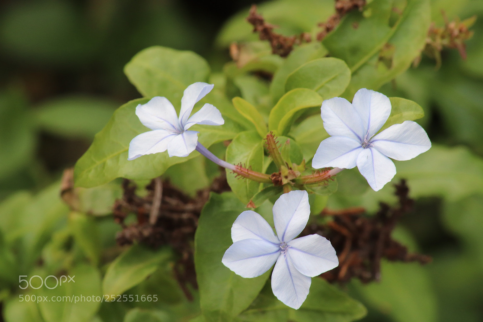 Canon EOS 77D (EOS 9000D / EOS 770D) sample photo. Trio photography