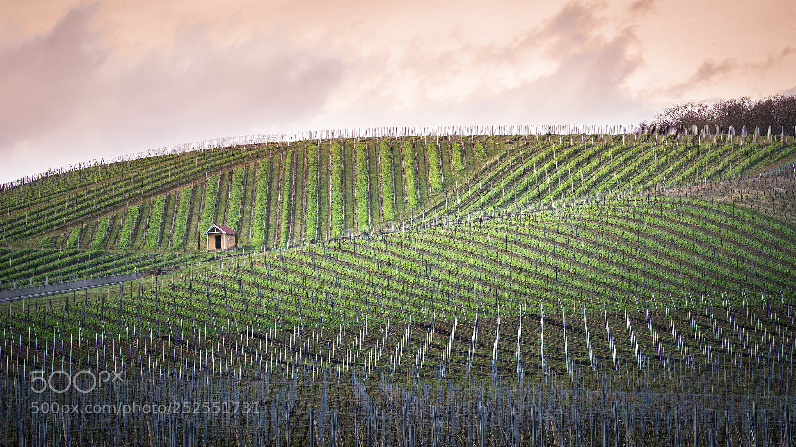 Canon EOS 600D (Rebel EOS T3i / EOS Kiss X5) sample photo. Vineyards winzenheim photography