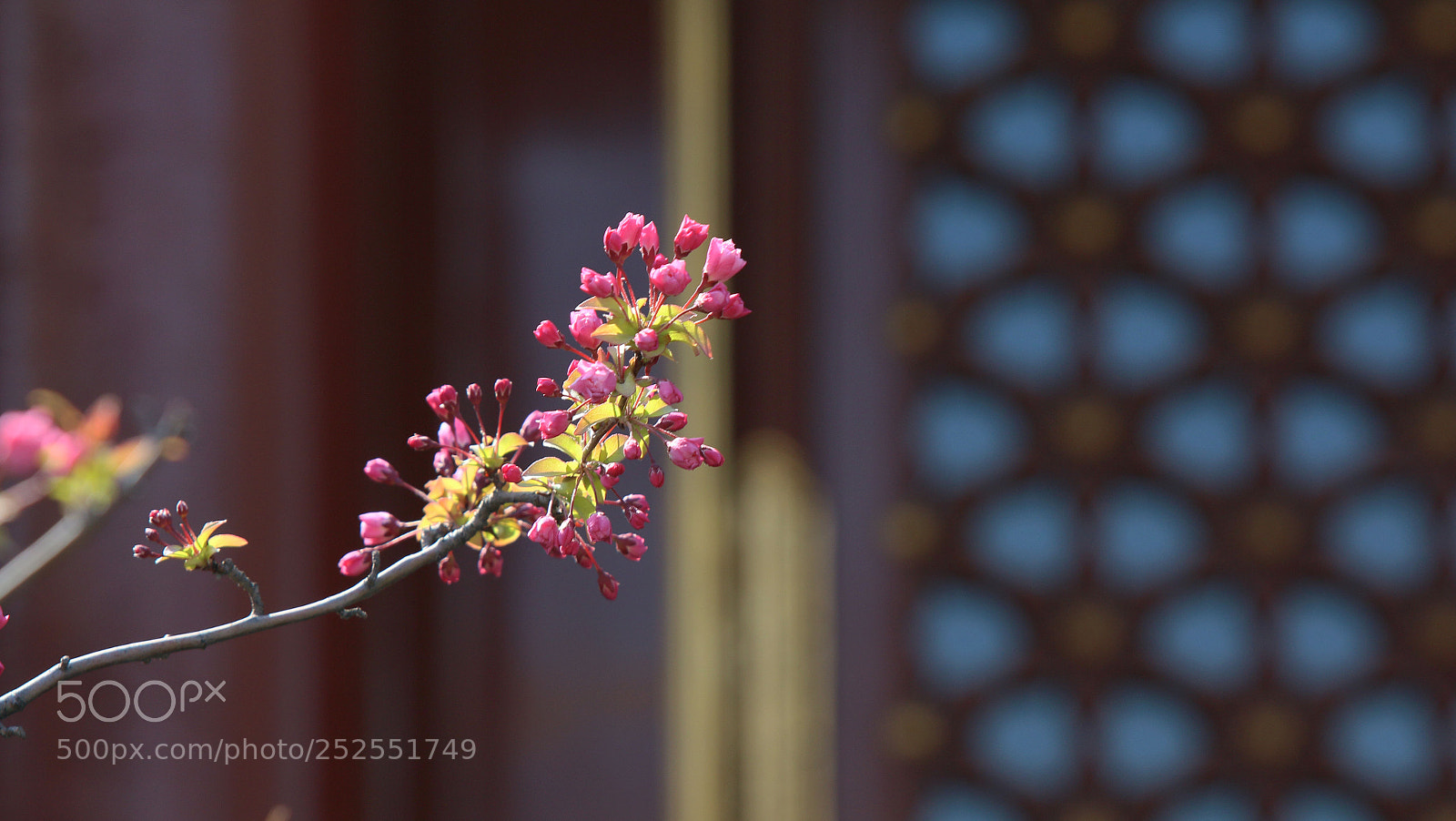 Canon EOS 70D sample photo. Flowers in front of photography